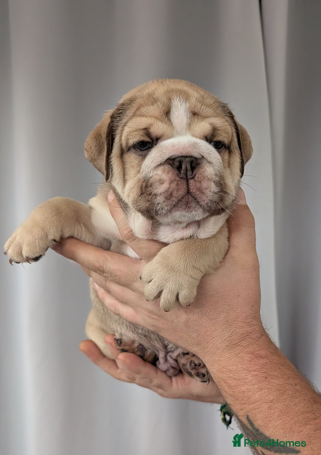 English Bulldog dogs for sale: English Bulldog Puppies  - Advert 6