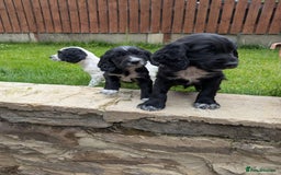 Cocker Spaniel dogs for sale: Beautiful cocker spaniel puppies  - Image 12