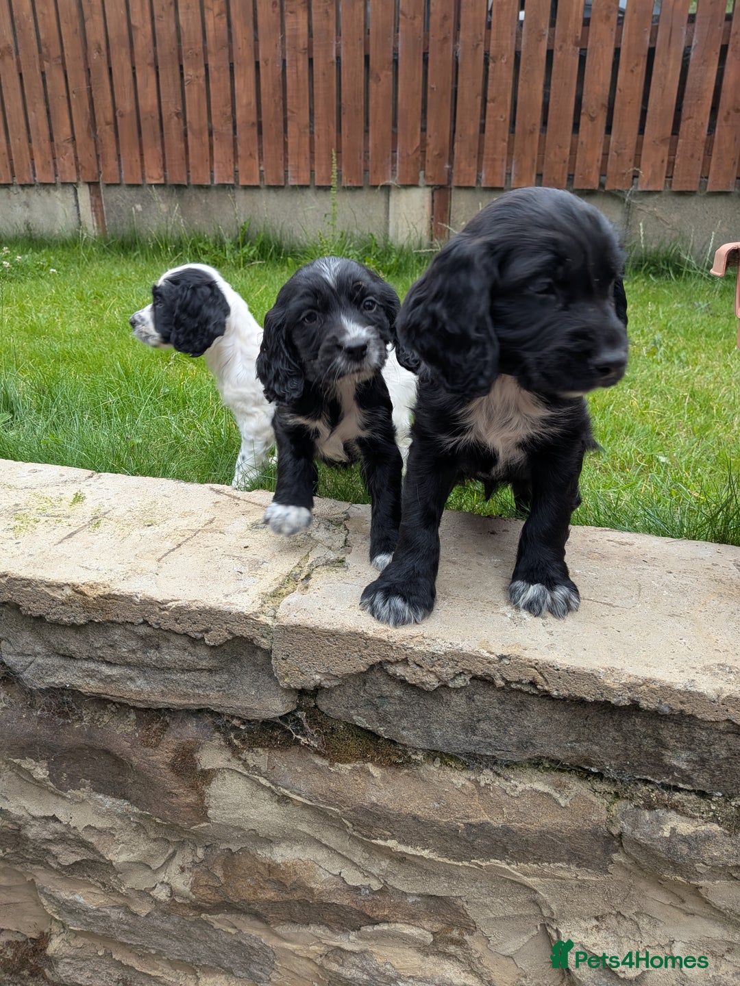 Cocker Spaniel dogs for sale: Beautiful cocker spaniel puppies  - Image 12