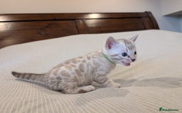 Bengal cats for sale: 🖤🤎 Gorgeous Bengal Kittens 🤎🖤 - Image 16
