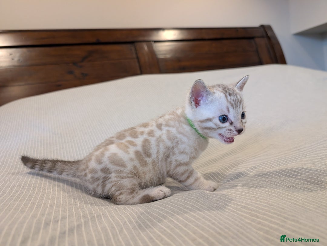 Bengal cats for sale: 🖤🤎 Gorgeous Bengal Kittens 🤎🖤 - Image 16
