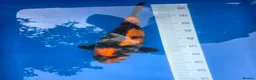 Koi Carp fish for sale: High quality Japanese koi gosport in Gosport - Advert 2