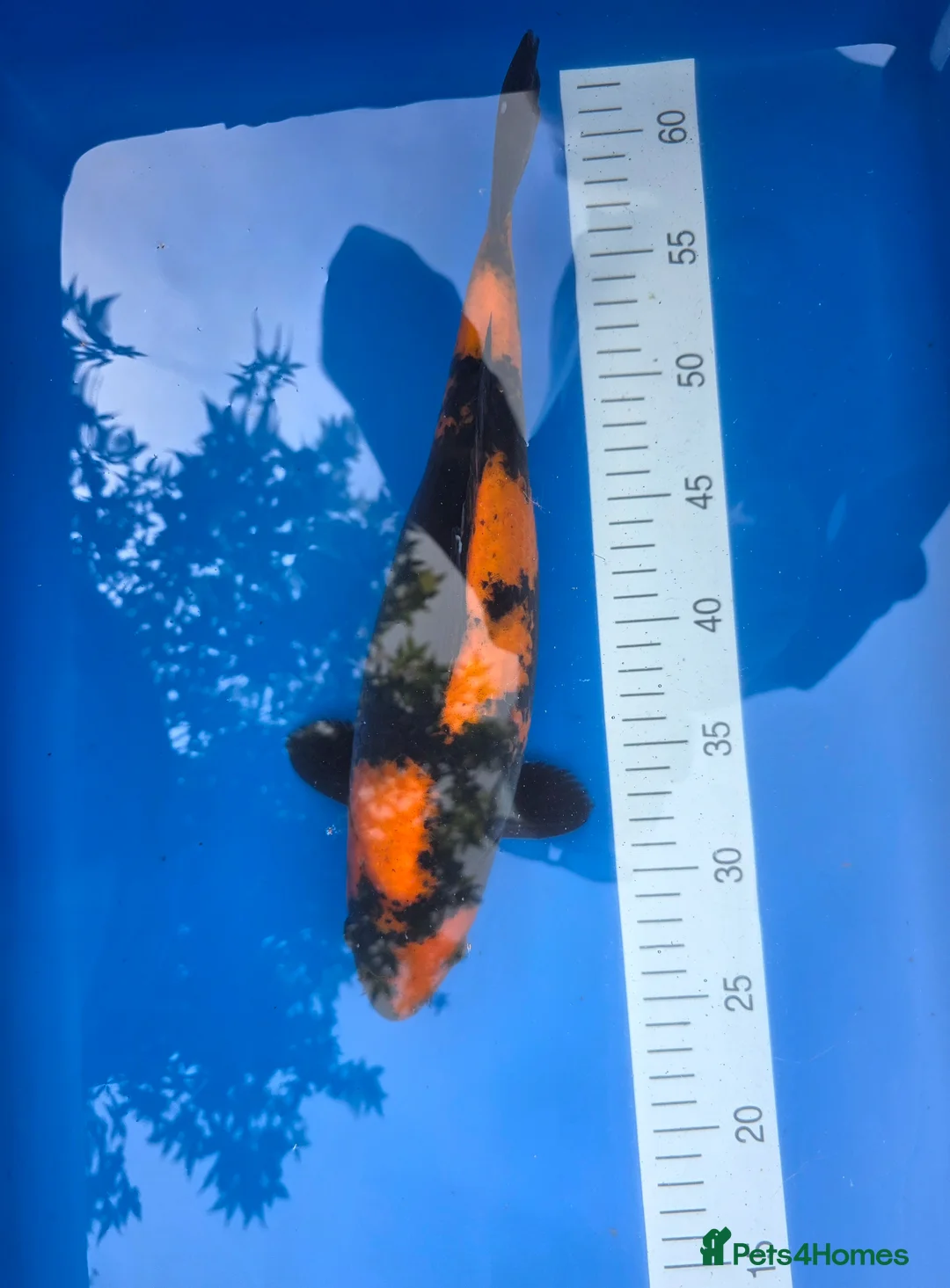 Koi Carp fish for sale: High quality Japanese koi gosport in Gosport - Advert 2