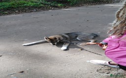 Saarloos Wolfdog dogs for sale: WEST SIBERIAN LAIKA 4 MONTHS OLD IMPORTED - Image 4