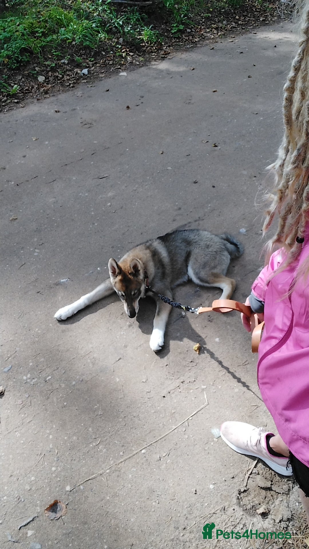 Saarloos Wolfdog dogs for sale: WEST SIBERIAN LAIKA 4 MONTHS OLD IMPORTED - Image 4