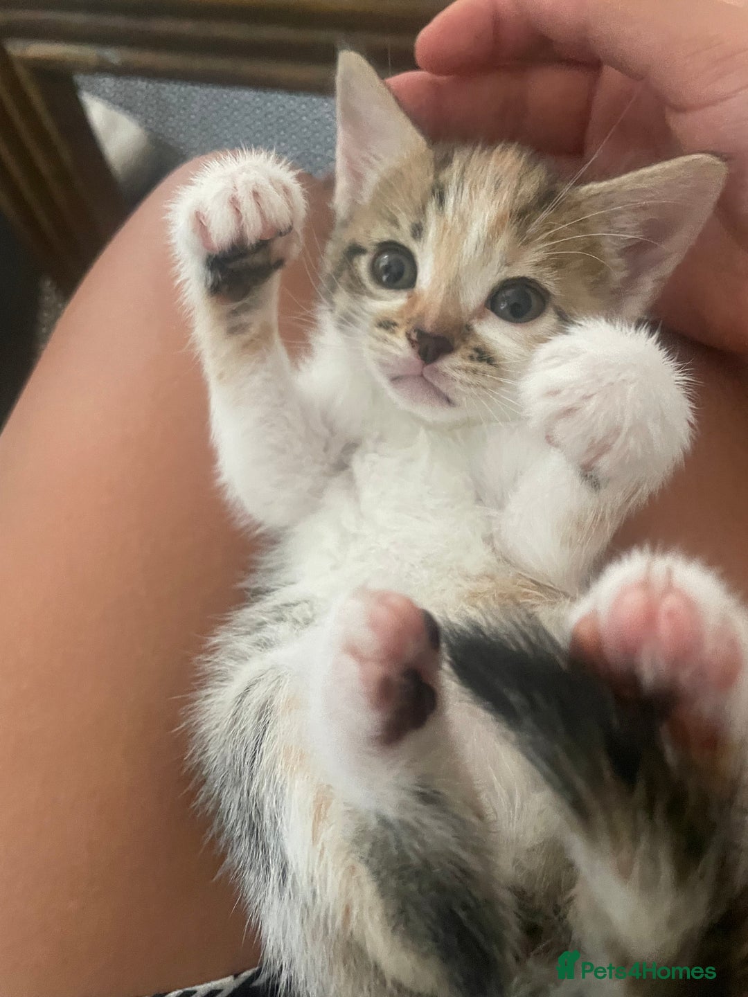 Mixed Breed cats for sale: 6 kittens for sale  - Image 13
