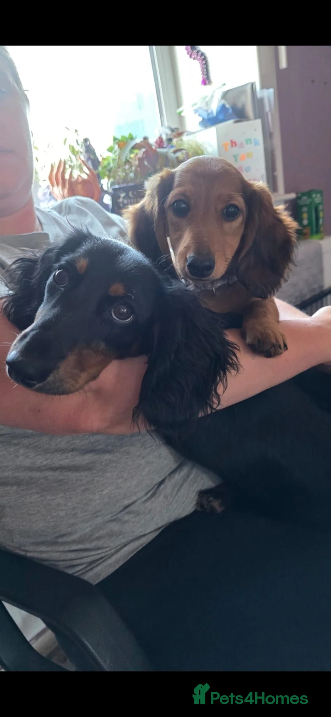 Miniature Dachshund dogs for sale: 🎉REDUCED🎉 1 GIRL RTG! Longhair Mini Dachshund - Advert 2