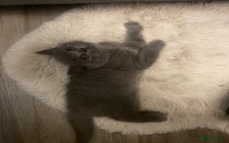British Shorthair cats for sale: BRITISH kitties READY NOW  - Image 10