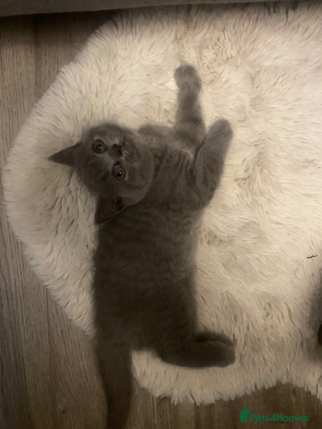 British Shorthair cats for sale: BRITISH kitties READY NOW  - Image 10