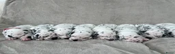 Dalmatian dogs for sale: Beautiful litter of Dalmatian puppies  - Advert 14