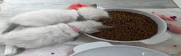 Ragdoll cats for sale: GCCF Registered ragdoll kittens available 28 Aug.  in Lincoln - Advert 11