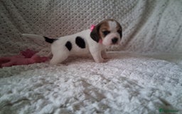 Beagle dogs for sale: KC Registered beagle puppies - Image 30