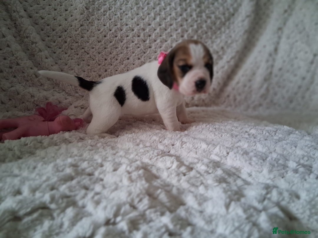 Beagle dogs for sale: KC Registered beagle puppies - Image 30