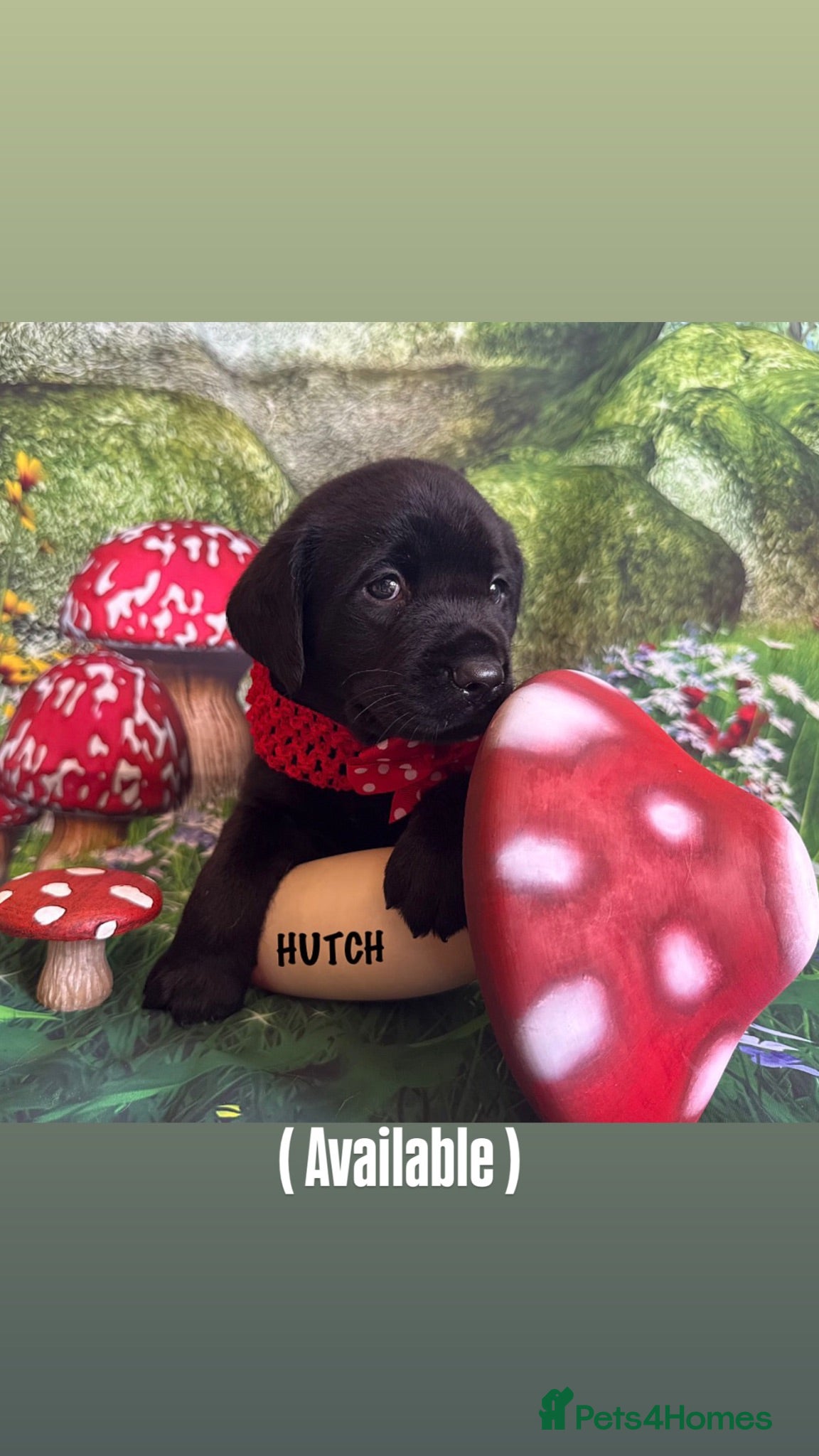 Labrador Retriever dogs KC PUPPY HUTCH WITH A FIVE STAR COUNTY BREEDER - Advert 3