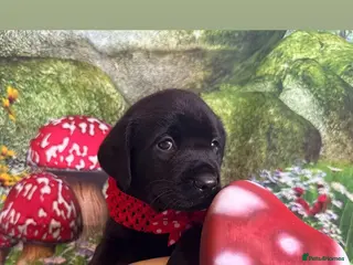 Labrador Retriever dogs KC PUPPY HUTCH WITH A FIVE STAR COUNTY BREEDER - Advert 3