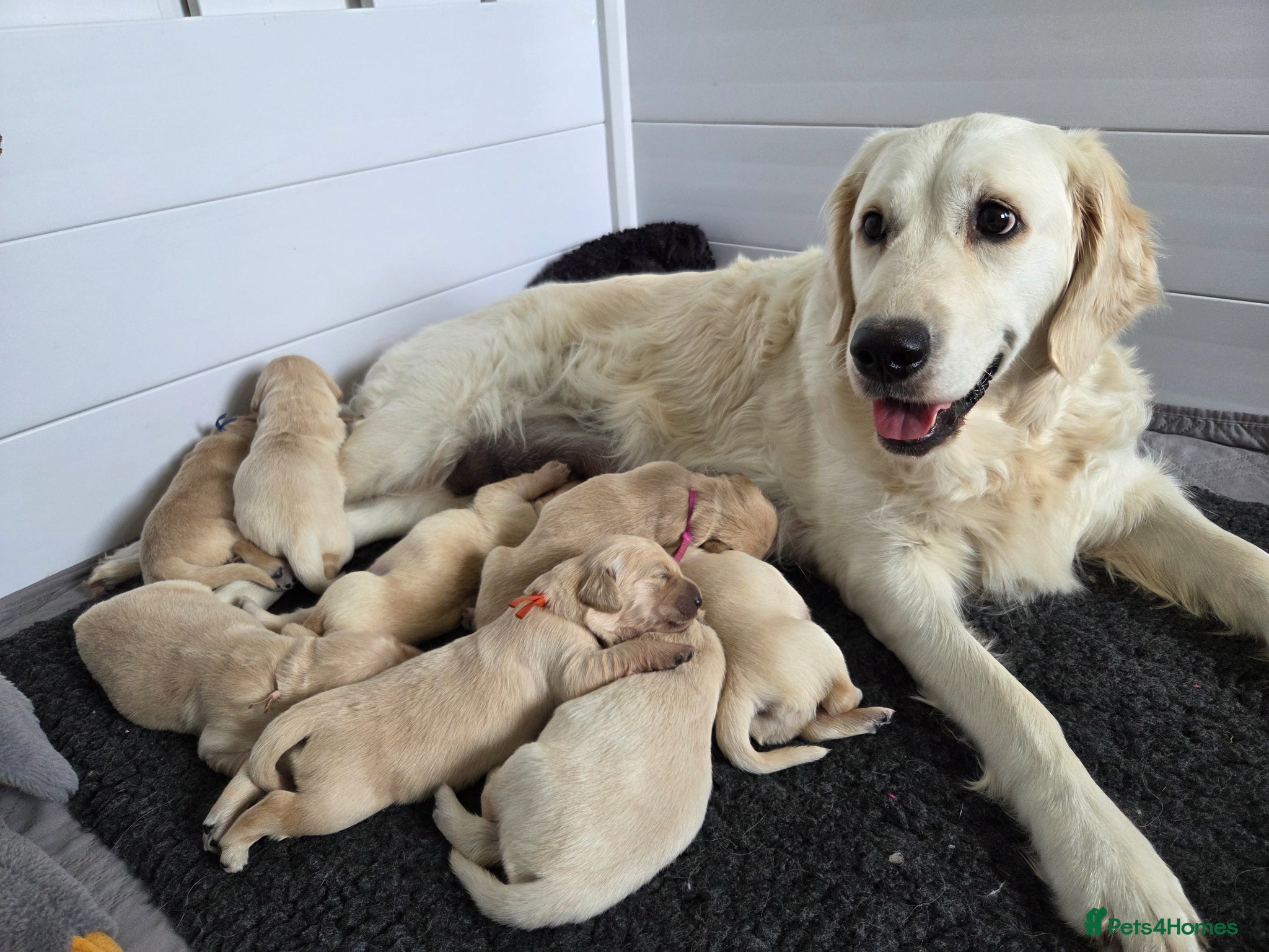 Golden Retriever dogs 💚KC Golden Retriever healthy pups are here 💚 - Advert 10