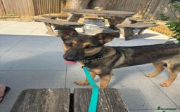 Mixed Breed dogs for adoption: 💖🐶 Tigger - 14 months old gentle girl 🐶💖 - Image 1