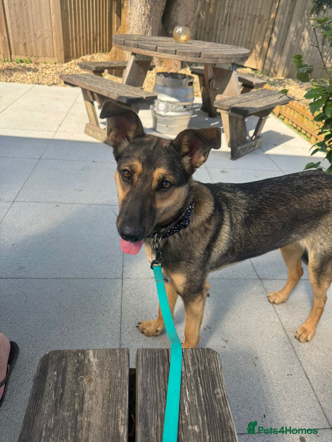 Mixed Breed dogs for adoption: 💖🐶 Tigger - 14 months old gentle girl 🐶💖 - Image 1
