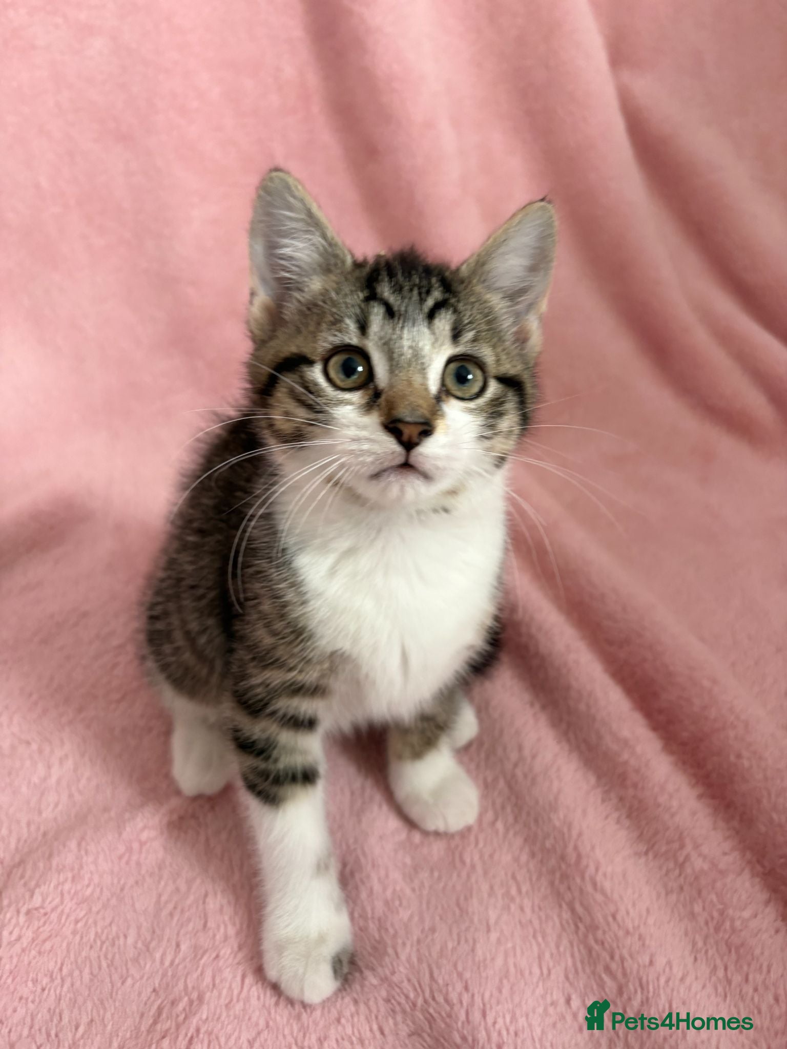 Mixed Breed cats Beautiful fluffy kittens  - Advert 5