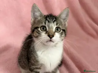 Mixed Breed cats Beautiful fluffy kittens - Advert 5