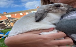 Mini Lop rabbits for sale: Mini lop baby rabbits for sale - Image 7