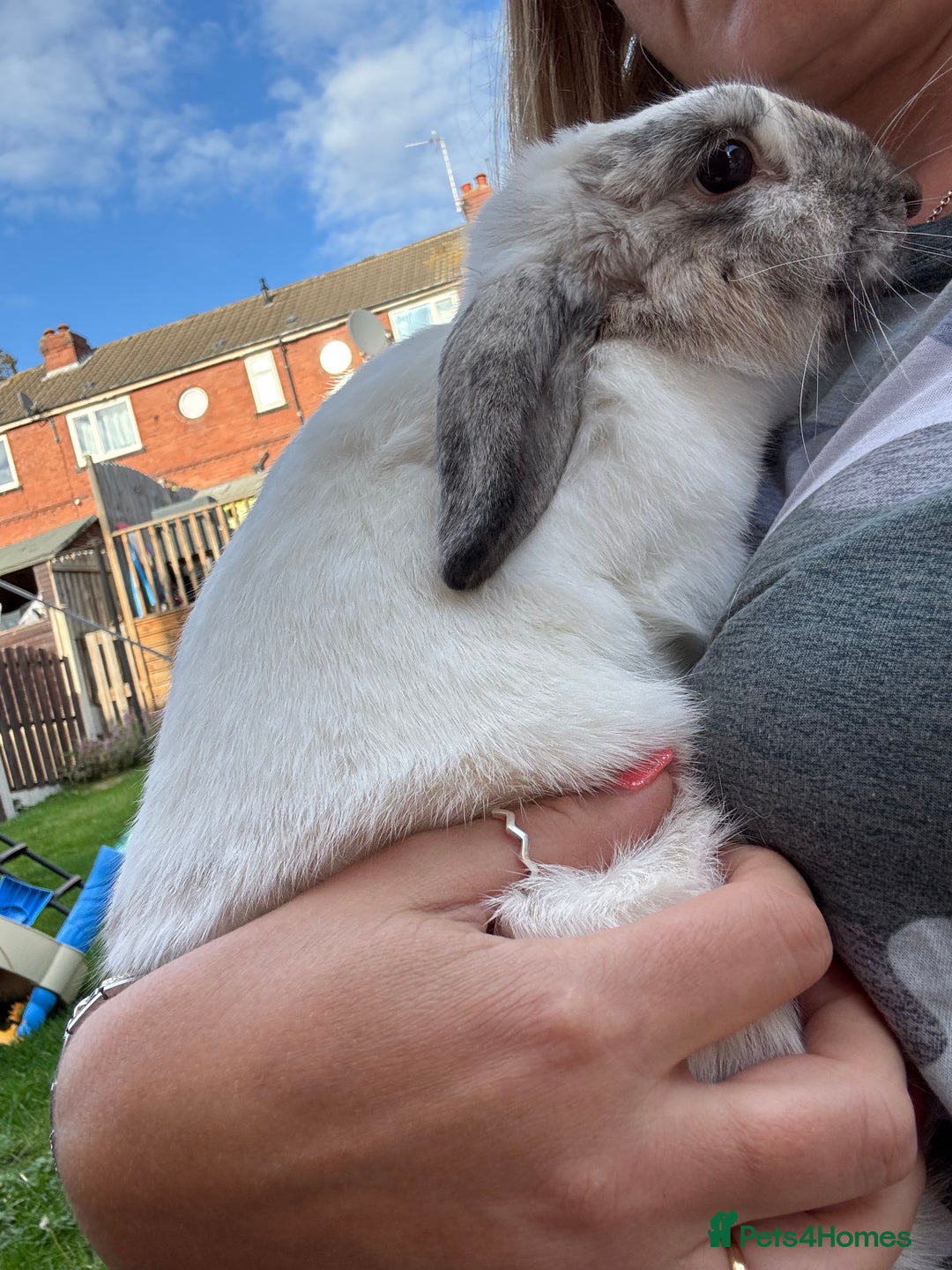 Mini Lop rabbits for sale: Mini lop baby rabbits for sale - Image 7
