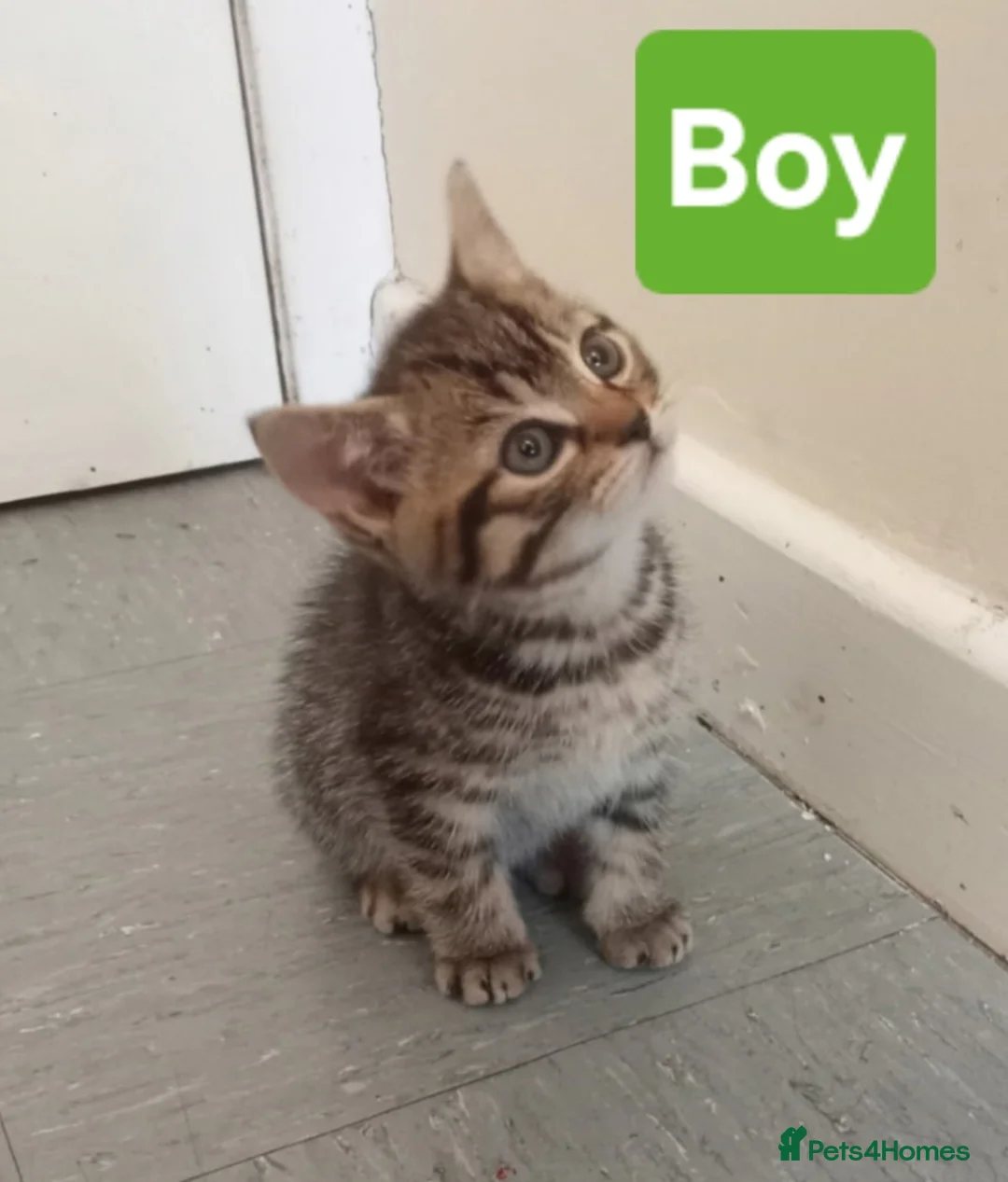 Mixed Breed cats for sale: Male tabby kittens  in Leeds - Advert 2