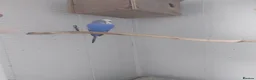 Budgerigars birds for sale: Beautiful budgies  in Aylesford - Advert 2