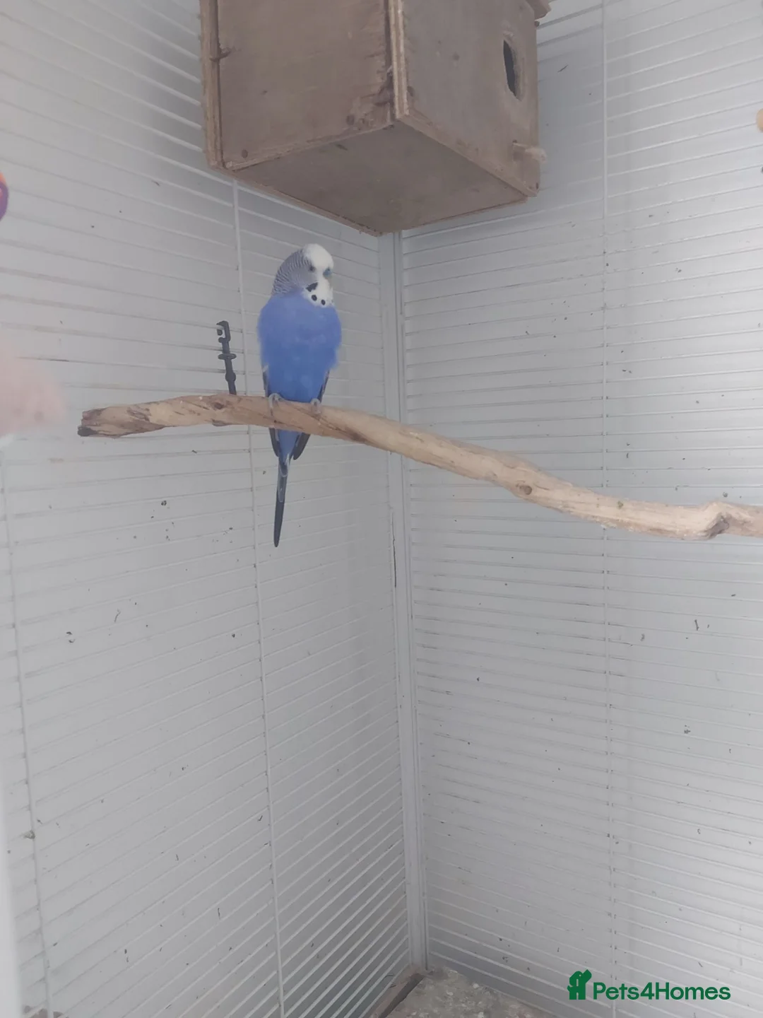 Budgerigars birds for sale: Beautiful budgies  in Aylesford - Advert 2