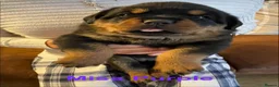 Rottweiler dogs for sale: KC Registered Rottweiler Puppies in Leicester - Advert 10