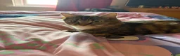 Mixed Breed cats for sale: 18 month old longhaired female cat  - Advert 4