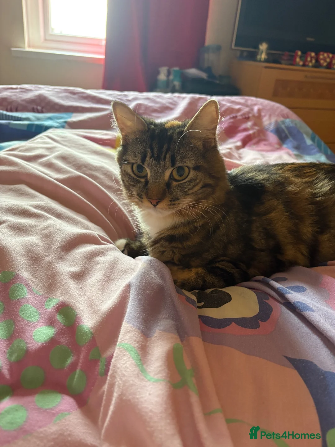 Mixed Breed cats for sale: 18 month old longhaired female cat  - Advert 4