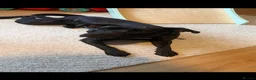 Staffordshire Bull Terrier dogs for sale: Mango  - Advert 3