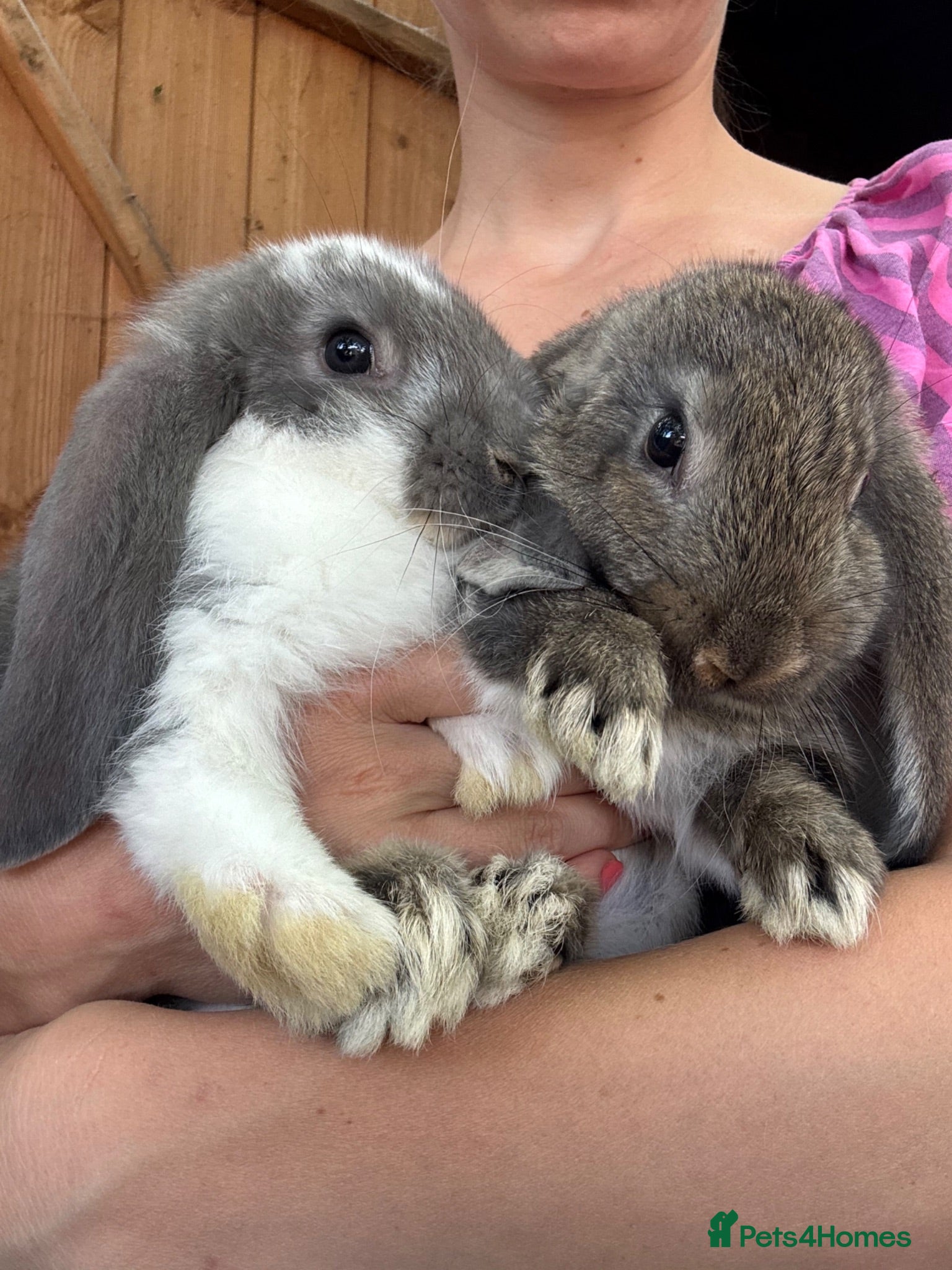 French Lop rabbits Ready Soon • Quality French Lop Bunnies - Advert 1