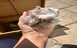 Guinea Pig rodents for sale: Funky haired male guinea pigs. - Image 8