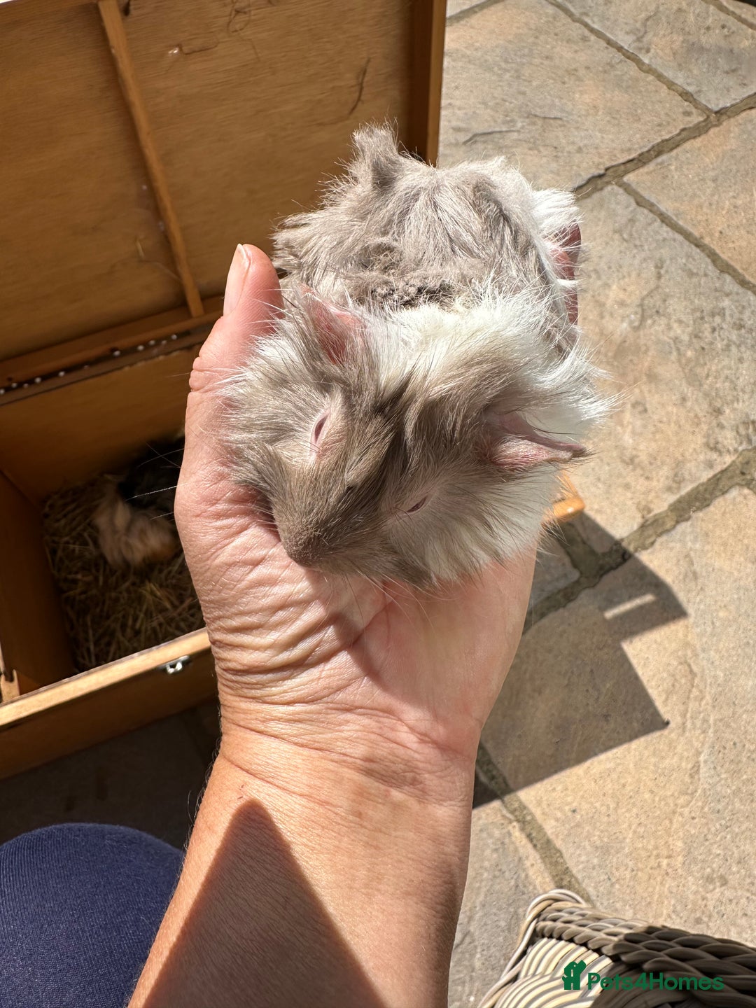 Guinea Pig rodents for sale: Funky haired male guinea pigs. - Image 8