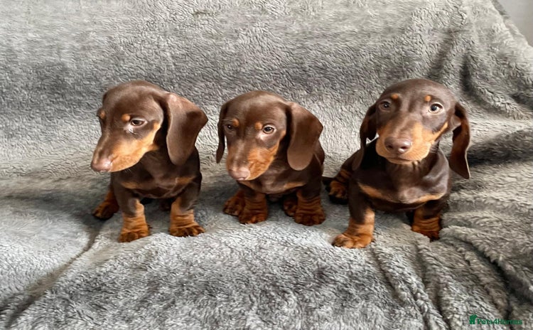 Dachshund dogs - Advert 1