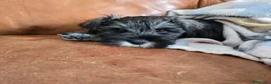 Miniature Schnauzer 2