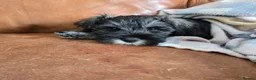 Miniature Schnauzer dogs for sale: Miniature Schnauzer Puppies.READY NOW !!!  - Advert 6