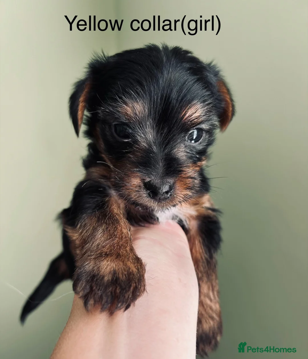 Yorkshire Terrier dogs for sale: Tiny Yorkshire terrier puppies  - Advert 2