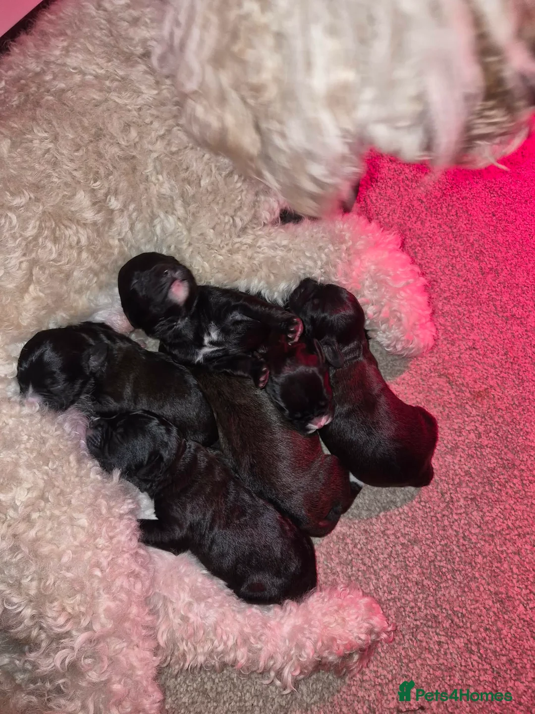 Mixed Breed dogs for sale: Boxer-Doodle Puppies  - Advert 1