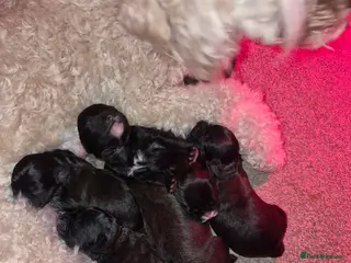 Mixed Breed dogs Boxer-Doodle Puppies - Advert 2