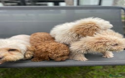 Cavapoo dogs for sale: F1b cavapoo - Image 14