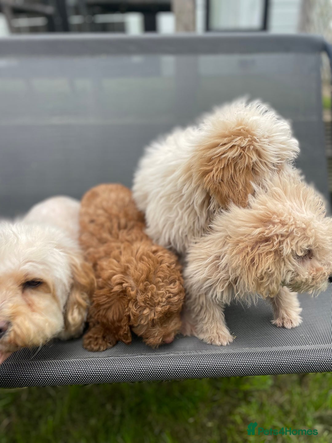 Cavapoo dogs for sale: F1b cavapoo - Image 14