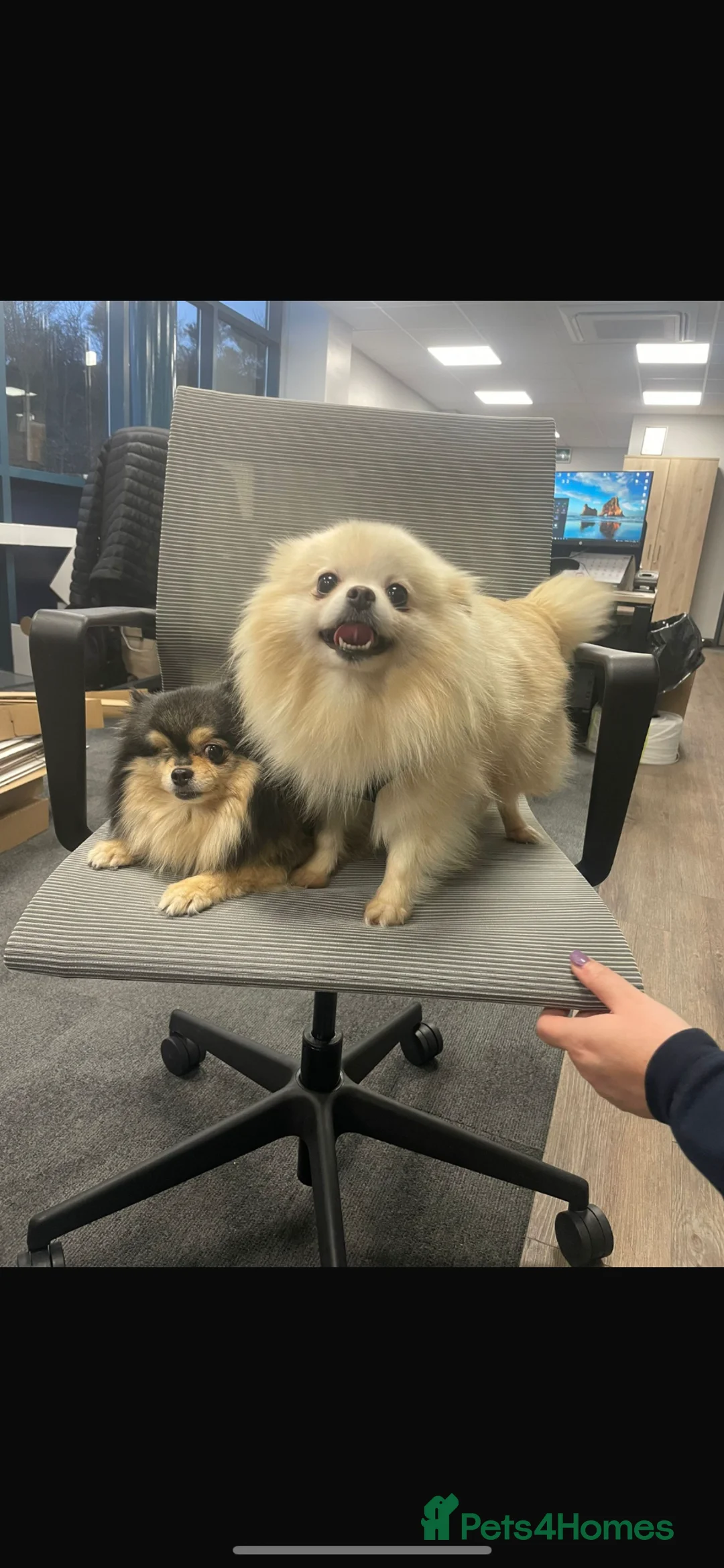 Pomeranian dogs for stud: Stud muffin amazing litters  - Advert 2