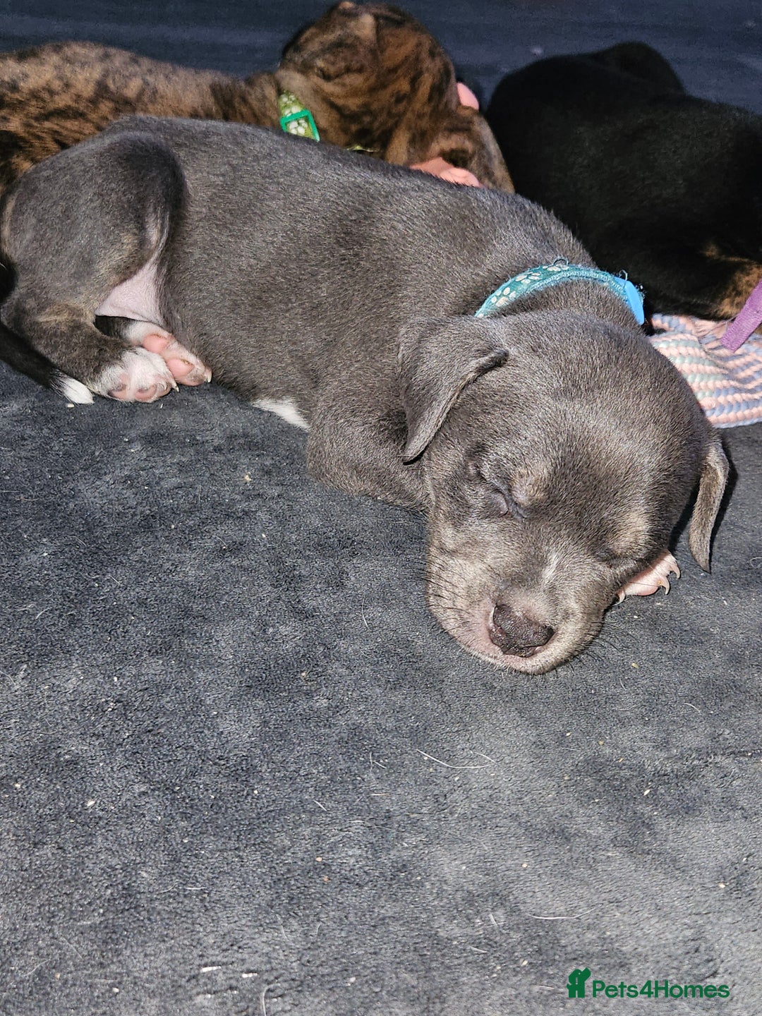 Mixed Breed dogs for sale: American Bulldog Cross Staffy puppies  - Image 6
