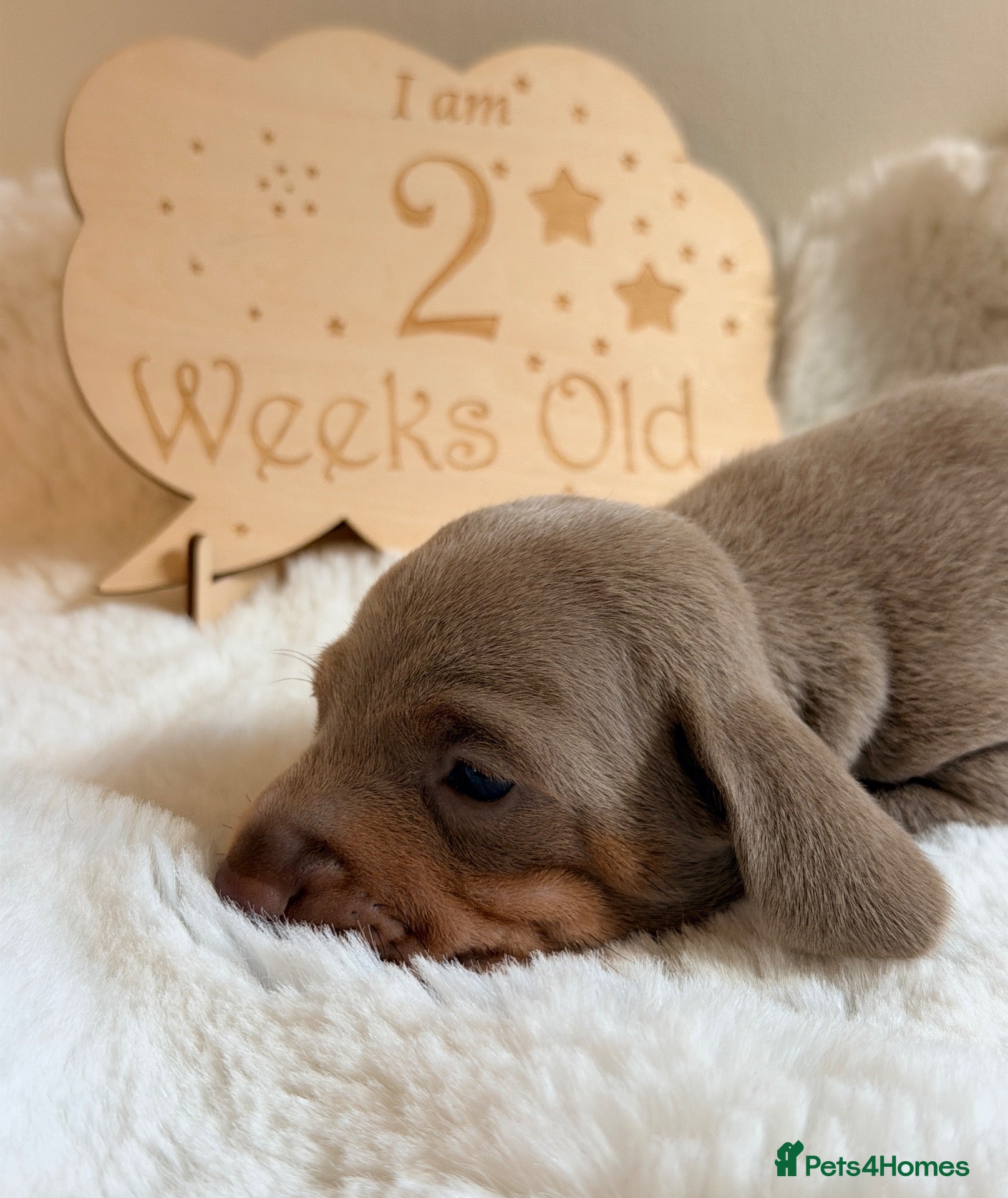 Miniature Dachshund dogs KC Isabella Dapple Smooth Miniature Dachshund - Advert 1