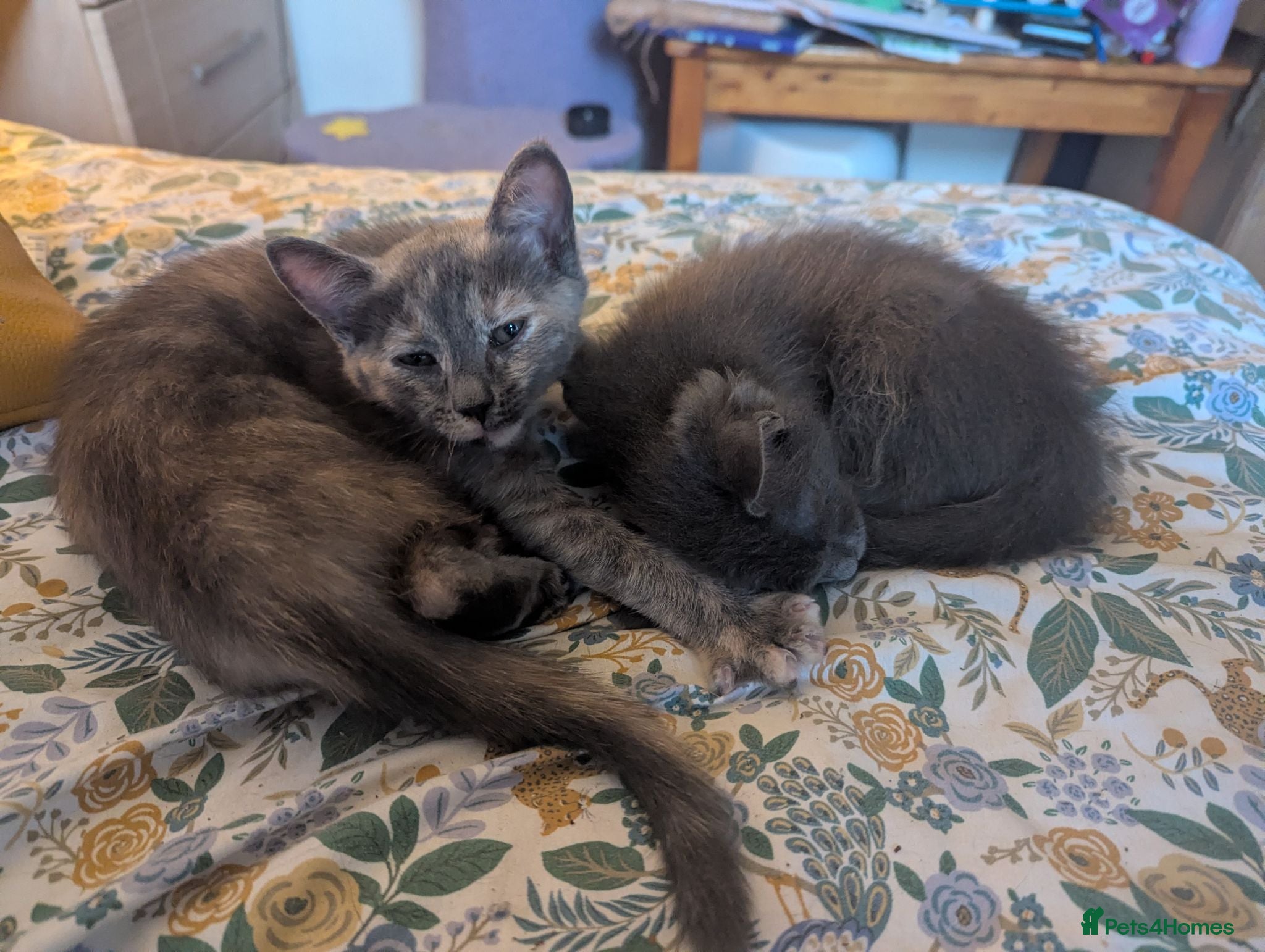 Mixed Breed cats Our Russian Dolls – Russian Blue × Ragdoll Kittens - Advert 5