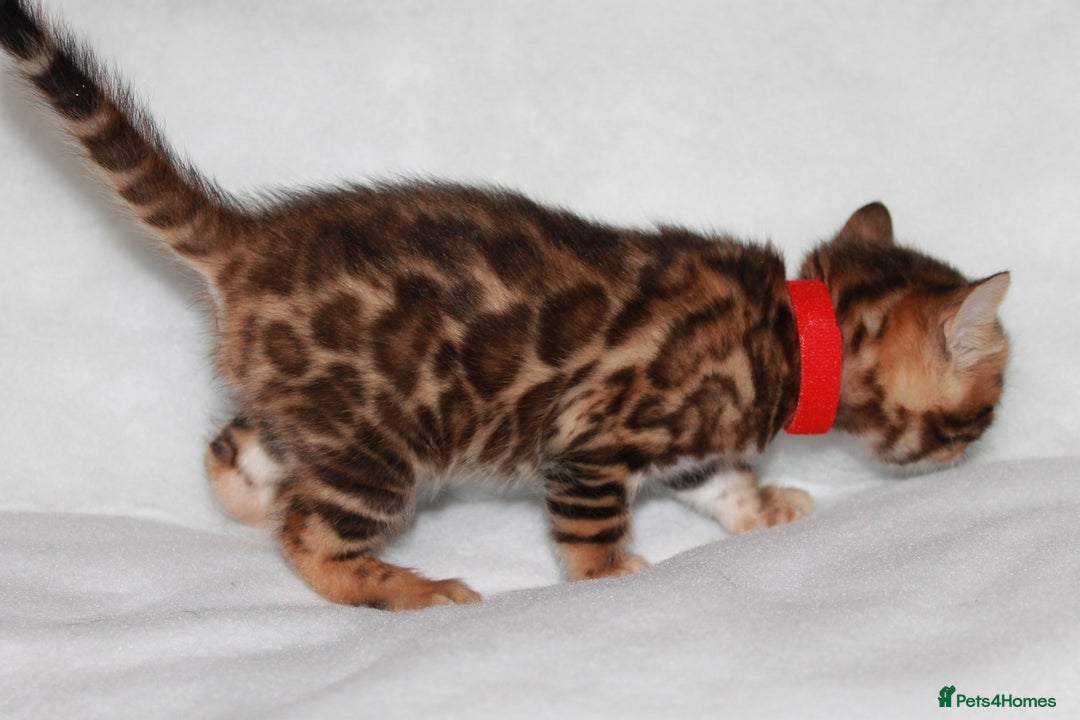 Bengal cats for sale: Gorgeous TICA Bengal Kittens - Ready 15/01/2026 - Advert 6