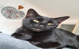 Mixed Breed cats for sale: Two 2 Year old cats looking for new forever home - Image 3